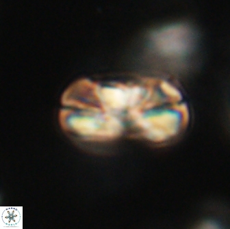 Heliolithus iptamenosdiskos 65846