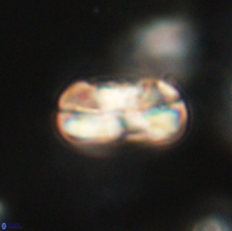 Heliolithus iptamenosdiskos 65851