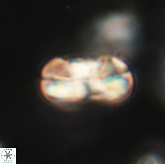 Heliolithus iptamenosdiskos 65851