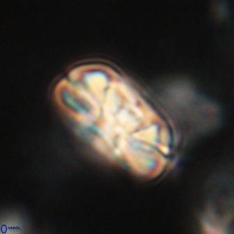 Heliolithus iptamenosdiskos 65854