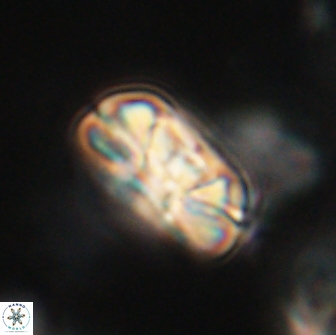 Heliolithus iptamenosdiskos 65854
