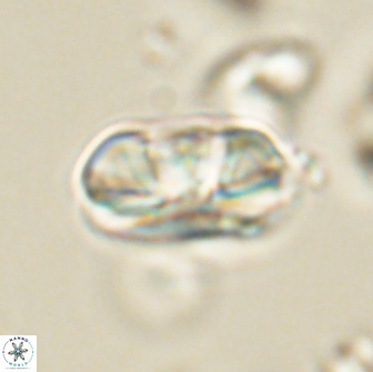 Heliolithus iptamenosdiskos 65856