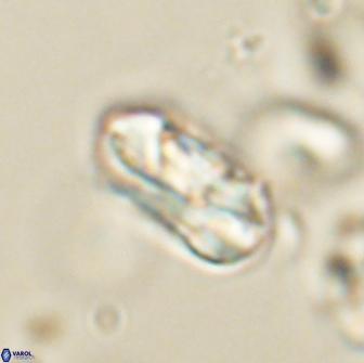 Heliolithus iptamenosdiskos 65858