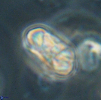 Heliolithus iptamenosdiskos 65863