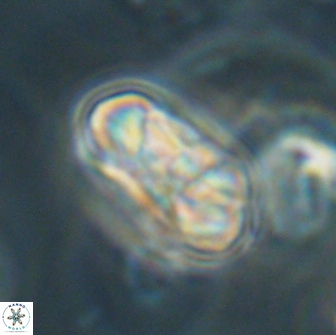 Heliolithus iptamenosdiskos 65863