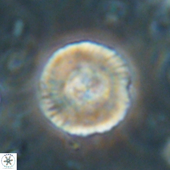 Heliolithus iptamenosdiskos 65870