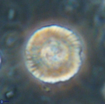 Heliolithus iptamenosdiskos 65871