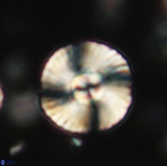 Heliolithus iptamenosdiskos 65874