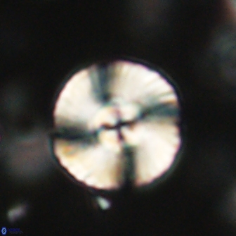 Heliolithus iptamenosdiskos 65878