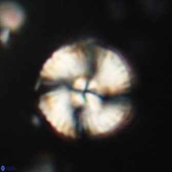 Heliolithus iptamenosdiskos 65879