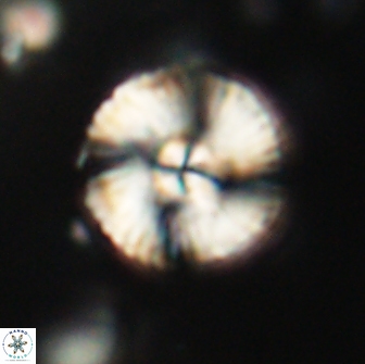 Heliolithus iptamenosdiskos 65882