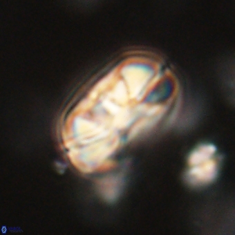 Heliolithus iptamenosdiskos 70458