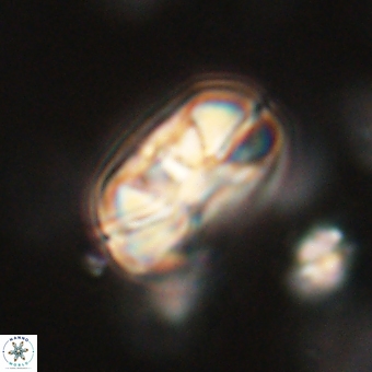 Heliolithus iptamenosdiskos 70458