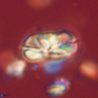 Heliolithus iptamenosdiskos 70460