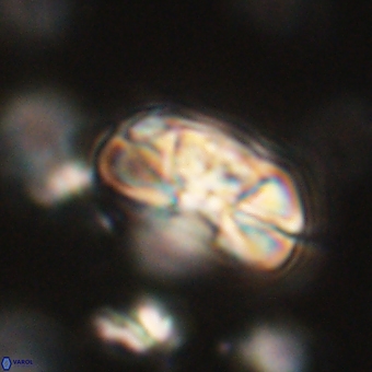 Heliolithus iptamenosdiskos 70462