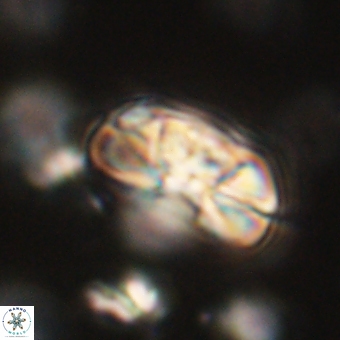 Heliolithus iptamenosdiskos 70462