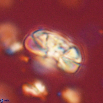 Heliolithus iptamenosdiskos 70463