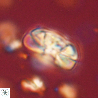 Heliolithus iptamenosdiskos 70463