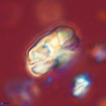 Heliolithus iptamenosdiskos 70464