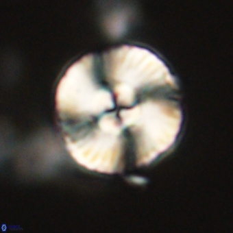 Heliolithus iptamenosdiskos 70466