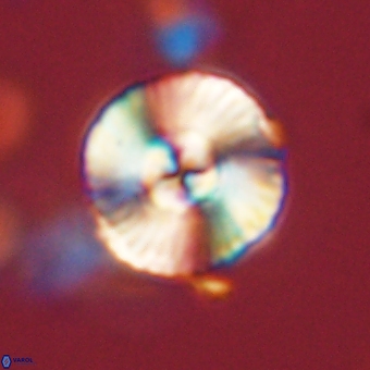 Heliolithus iptamenosdiskos 70468