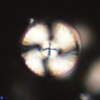 Heliolithus iptamenosdiskos 70471