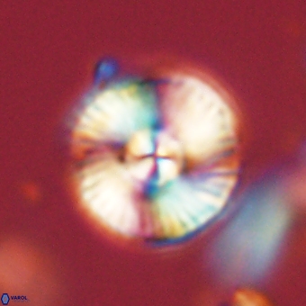 Heliolithus iptamenosdiskos 70473