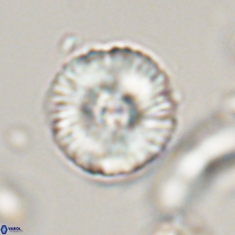 Heliolithus iptamenosdiskos 70475