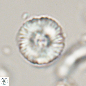 Heliolithus iptamenosdiskos 70475