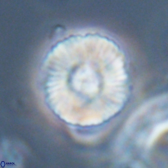 Heliolithus iptamenosdiskos 70476