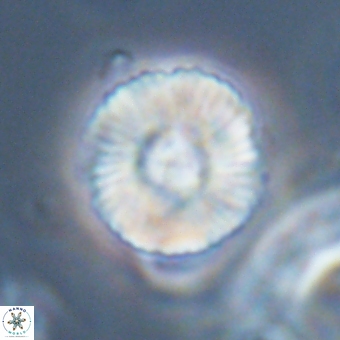 Heliolithus iptamenosdiskos 70476
