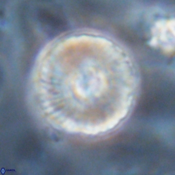 Heliolithus iptamenosdiskos 70479