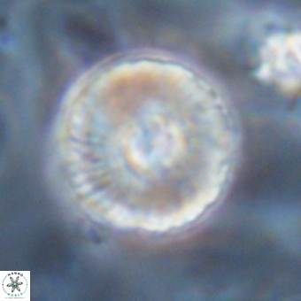 Heliolithus iptamenosdiskos 70479