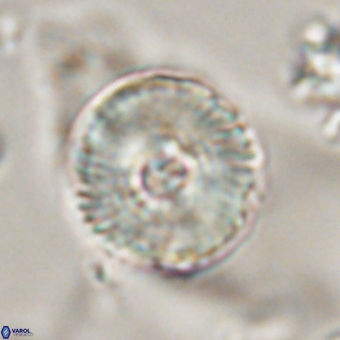 Heliolithus iptamenosdiskos 70480