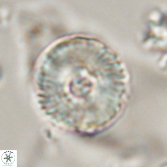 Heliolithus iptamenosdiskos 70480