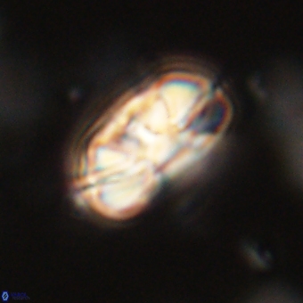 Heliolithus iptamenosdiskos 70485