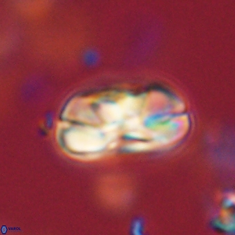 Heliolithus iptamenosdiskos 70487