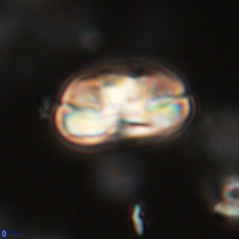 Heliolithus iptamenosdiskos 70488