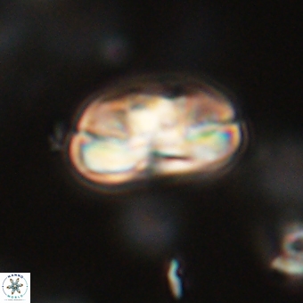 Heliolithus iptamenosdiskos 70488