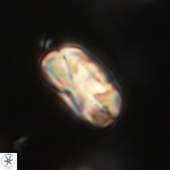 Heliolithus iptamenosdiskos 70489