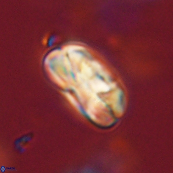 Heliolithus iptamenosdiskos 70490