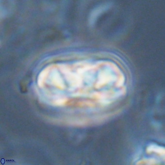 Heliolithus iptamenosdiskos 70492