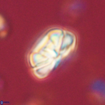 Heliolithus iptamenosdiskos 70495