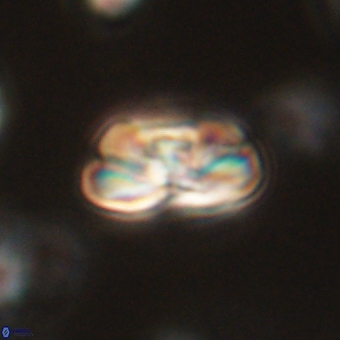 Heliolithus iptamenosdiskos 70497