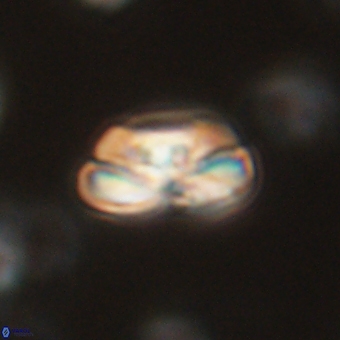 Heliolithus iptamenosdiskos 70498