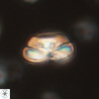 Heliolithus iptamenosdiskos 70498