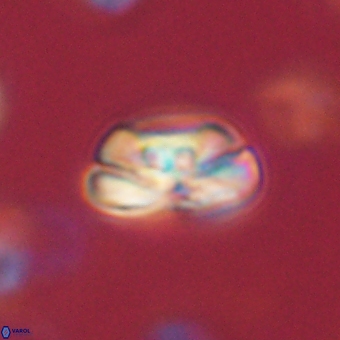 Heliolithus iptamenosdiskos 70499