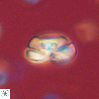 Heliolithus iptamenosdiskos 70499