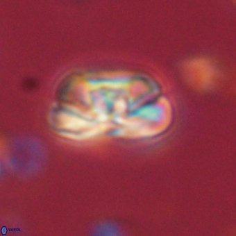 Heliolithus iptamenosdiskos 70503