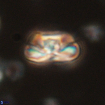 Heliolithus iptamenosdiskos 70504